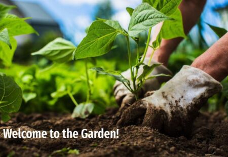 Welcome To The Garden Series: Week 3