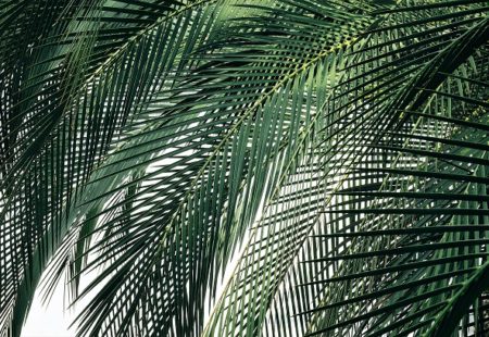 Palm Sunday: Lent 6